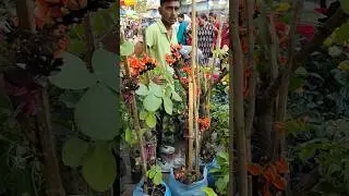 First Time Mind Blowing Very Big Size Palash Tree #shorts #flowers