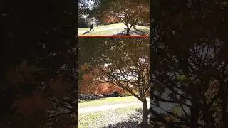 【8K】紅葉🍁Autumn leaves in Japan🍁Konoyama Momoyama Park🍂高野山桃山公園：千葉県我孫子市
