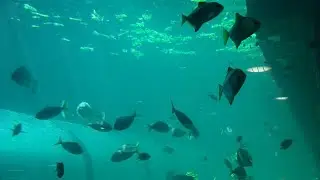 Sydney City Day Trip | SEA LIFE & Sydney Tower with Combo Ticket | Save money on top attractions