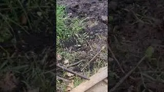Goth gardening 2018