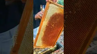 Fresh Honey From Kapok Flower Nectar #beekeeping #honey #workerbee #honeybeesting #beekeeper
