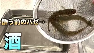 生命力の強いハゼを酒に泳がして酔わすとこうなる。。。　#shorts