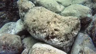 Flowery Flounder