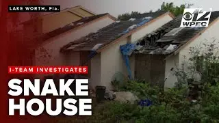 Abandoned house in Florida becomes snake paradise; neighbors seek help