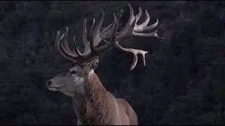 Red Stag Hunting In New Zealand | Private Game Estate