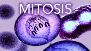 Mitosis Cell Cycle