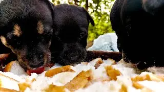 Helping Dogs8 is live! #dog #dogs #dogsofyoutube #streetdog