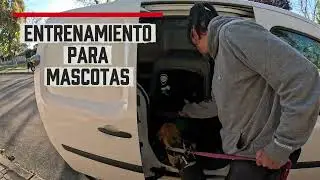 Pet Relocation Madrid a Buenos Aires - Pet World travel - #relocation