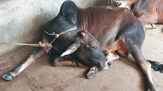যত দিন যাচ্ছে গরু লালন পালন ব্যয় তত বৃদ্ধি পাচ্ছে 🐄