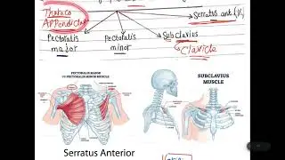 Anatomy : Upper limb (1) - Pectoral Region
