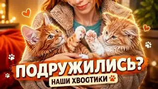 28 ЯНВАРЯ: Подружились ли наши хвостики?