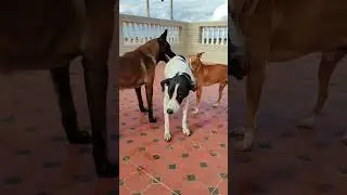 #beautiful #animals #puppy #dog #like #love #viral