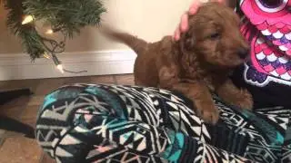 Penny