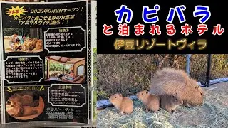 【カピバラと泊まれるホテル完全版】伊豆リゾートヴィラ🐂アニマルヴィラ♨温泉&サウナ♨一生の想い出になりました😄Hachigori🐝🦍TV