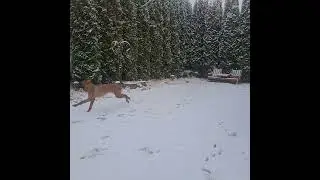 Rhodesian ridgeback puppy enjoys his first snow day!