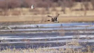 Stock Video - Pintail drake flying in slow motion through field in Utah