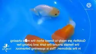 gold fish hand  stp by step