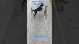 ВОЛК И ПЁС. Утро кинолога #семьяволка #dog #animals #wolf #волк #wolfoo