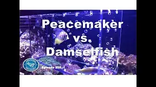 Avoid the Terror!  Introduce fish to a tank and avoid the aggression! | Episode 218