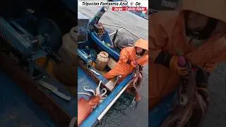 Este Calamar de Humboldt No falla su Chorro de agua al ser Capturado #fishing #pesca #pescachile