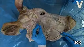 Büyük Ruminant Yüz Kasları