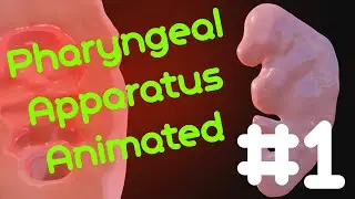 How Your Face and Neck Develop | Animated Embryology Series (Pharyngeal Arches Development Part 1)