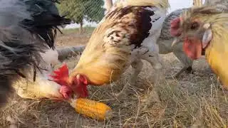 Funny Rooster Eating Corn 🌽 and Dancing 😂