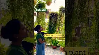 Turtle vine. #shortvideo #youtubeshorts #shortsvideo #plantlovers #shortsyoutube #gardening