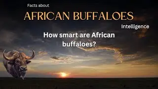 African Buffalo Fact 26 - How smart are African buffaloes?