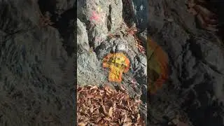 Cool mushrooms 🍄🍄🍄 #mushrooms #shrooms #art #hike #rock #nature #ct #860 #bolton #usa #us