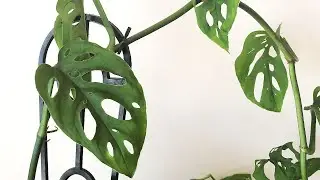 How to Repot Monstera adansonii - 'Swiss Cheese'  or 'Monkey Mask' House Plant Care