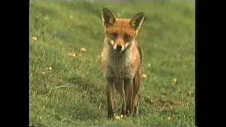 Wildlife on One: Foxes & Rabbits