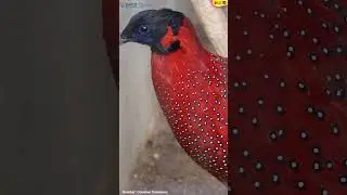 Fakta Menarik Burung Western Tragopan Asal India yang Memiliki Bentuk Unik #shorts