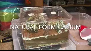Naturalny formikarium DIY