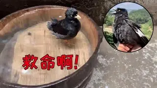 主人给小鸟洗澡过程太好笑了，看的时候忍住别笑【天下一场梦】