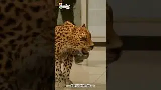 What's a Leopard Doing On Creative Multimedia's Campus | Creative Multimedia Academy