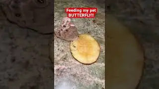 FEEDING MY PET BUTTERFLY #shorts