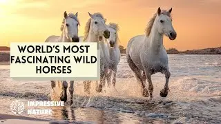 World's Most Fascinating Wild Horses - Part 2
