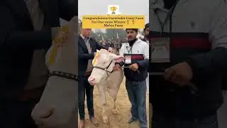 Gurvinder heifer win DFA COMPITITION #winner #hfcow #cowvideos ##wws