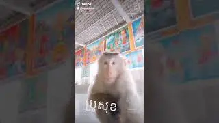 Khmer Monkey