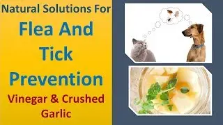 Natural solutions for flea and tick prevention | Vinegar & crushed Garlic