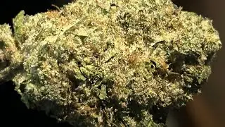 Smoke and Ride | Cannabis Review | Tyson 2.0 | Sticky Toad | 