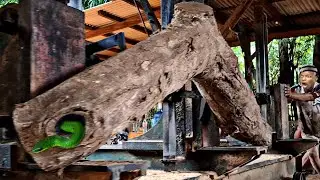 unexpected attack while sawing curved teak log full of surprises at sawmill