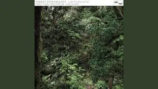Part 2, Wilson's Warbler