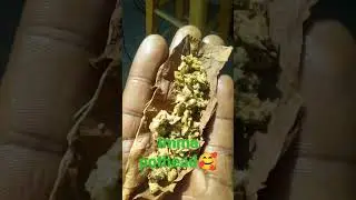 Eye love the difference in northern and southern California marijuana strains.