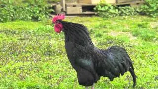 Weckruf:  Aufstehen wenn der Hahn kr&auml;ht &bull; Wake up with the rooster call