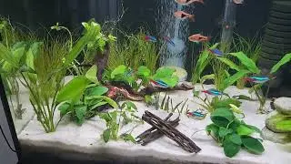 Deep Substrate Aquarium