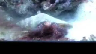 Chibanarius digueti comiendo cianobacteria (cangrejo ermita&ntilde;o de patas rojas). .AVI