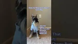 Herbs For Respiratory Health - Cat & Dog