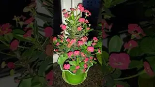 La mejor planta de interior Euphorbia milii😱#shorts